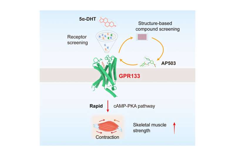 Discovery of new mechanism in male sex hormone may lead to safer muscle-strengthening drugs