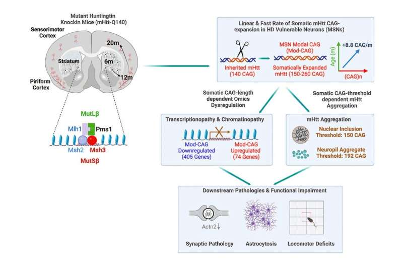 New study reveals how DNA repair genes play a major role in Huntington's disease