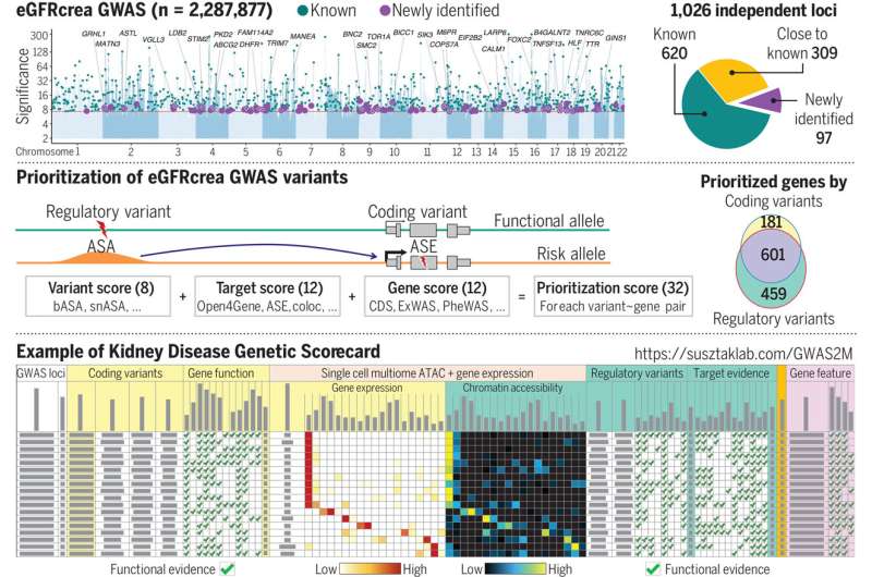 Genetic map identifies 1,000 potential kidney disease treatment targets