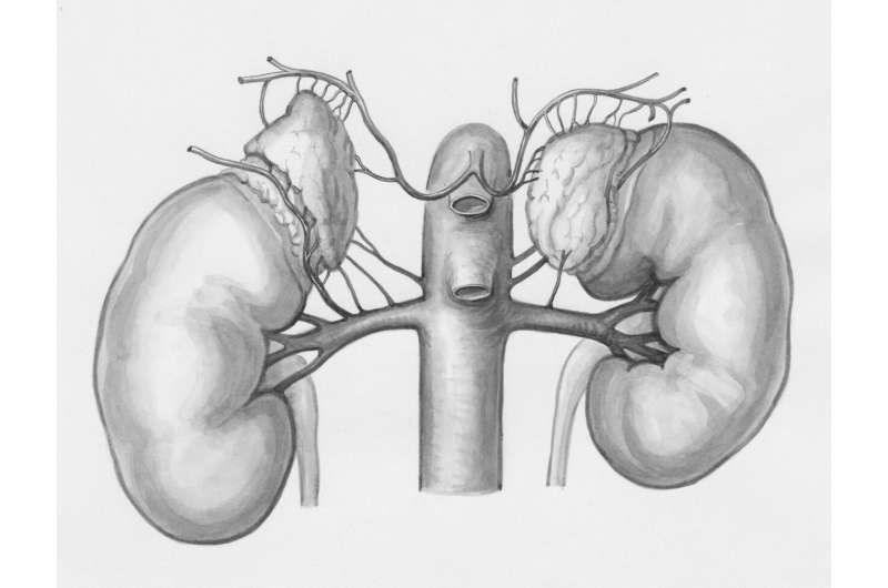 West Africans have a high risk of kidney disease. New study confirms genetic cause