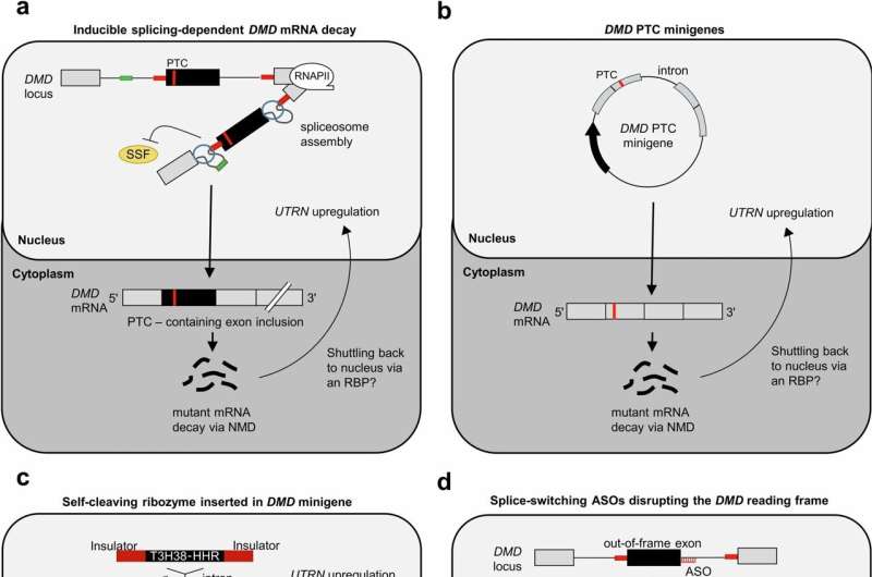 Genetic mechanisms underlying Duchenne muscular dystrophy point to potential treatments