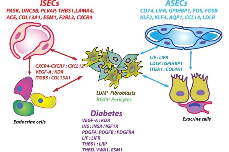 Pancreatic blood vessel cell map reveals potential diabetes treatment pathways