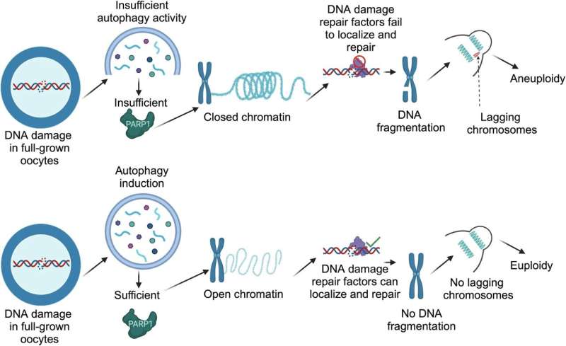 Boosting autophagy in eggs may reduce DNA damage and reproductive complications