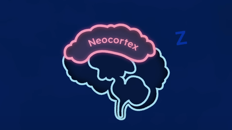 What staying up all night does to your brain - Anna Rothschild